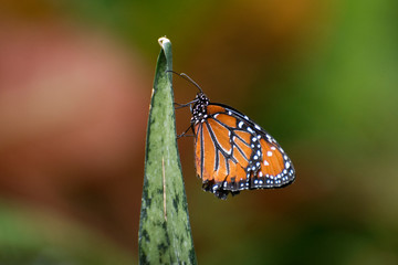 Butterfly 2018-40 / Queen Butterfly (Danaus gilippus) on plant