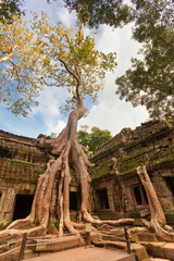 Ta Prohm Temple, Angkor, Cambodia