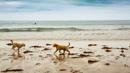 Two dogs and a surfer playing on the beach at St Agnes, Cornwall