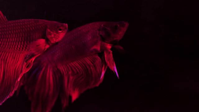 Couple of red siamese fighting fish - betta splendens. Aquarium fish swimming in front of isolated black background. Slow motion footage