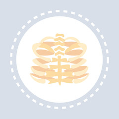 skeleton anatomy ribs cage icon healthcare medical service logo medicine and health symbol concept flat