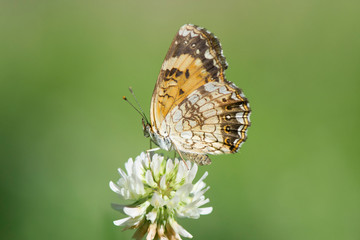 Butterfly 2018-41 / Pearl Crescent Butterfly (Phyciodes tharos)