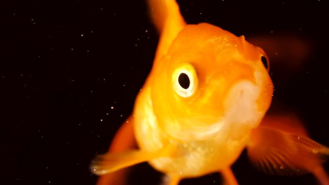 Single adult goldfish with fins swimming in aquarium isolated on black background. The fish float in the water column. Close up view footage. Animal pets concept