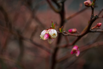 Flores de arándanos