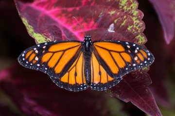 Butterfly 2018-58 / Monarch butterfly (Danaus plexippus) On red coleus