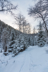 Beautiful magical winter forest on Christmas Eve, Altai, Russia