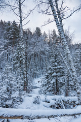 Beautiful magical winter forest on Christmas Eve, Altai, Russia