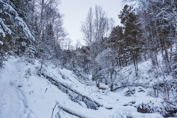 Beautiful magical winter forest on Christmas Eve, Altai, Russia