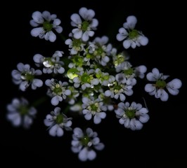 Water droplets on small flowers with a black background 