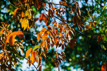 Autumn of rubber trees