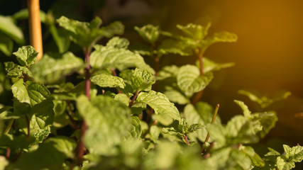Green mint leaves with light orange