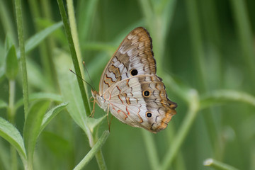 Fototapeta premium Butterfly 2018-53 /White peacock butterfly (Anartia jatrophae)
