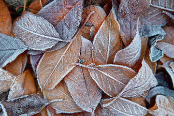 Fallen leaves with white frost, abstract natural background. Frozen foliage on the ground. First frost. Yellow fallen leaves covered with ice and hoarfrost, top view. Late autumn, freezing concept.