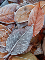 Fallen leaves with white frost, abstract natural background. Frozen foliage on the ground. First frost. Yellow fallen leaves covered with ice and hoarfrost, top view. Late autumn, freezing concept.