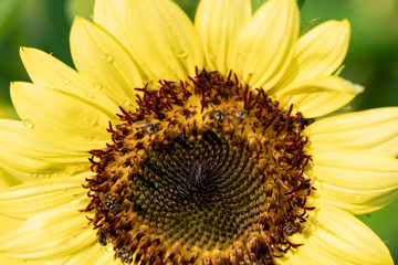 Sunflower at Suan Luang Rama IX Park ,Thailand