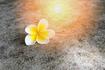 Fototapeta na wymiar plumeria flower on the floor / plumeria flowers white and yellow blooming