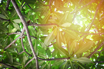 plumeria tree - frangipani tropical tree plant in garden