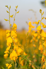 Beautiful Sunhemp flower in garden
