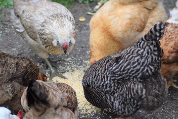Chicken's eating feed on a farm