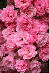Rose - Miniature Pink