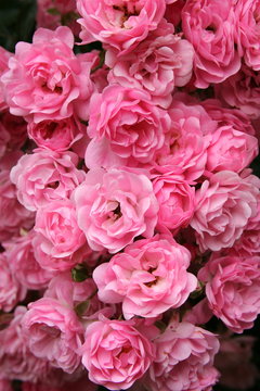 Rose - Miniature Pink © Andy Waugh