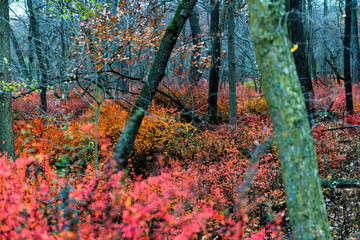 Autumn colors in forest