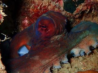 The beauty of underwater world in Sabah, Borneo,