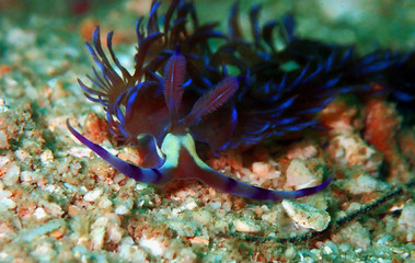 The beauty of underwater world in Sabah, Borneo,