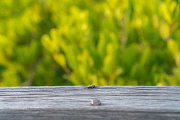 Fototapeta premium Selective focus of empty old wood on blur nature green leaf with bokeh.