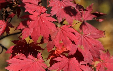 red maple leaves
