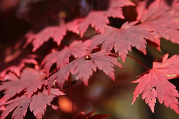 red maple leaves in autumn