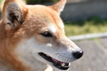 柴犬・横顔・アップ