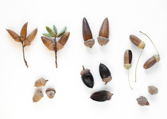 Assorted acorns from California © AlessandraRC