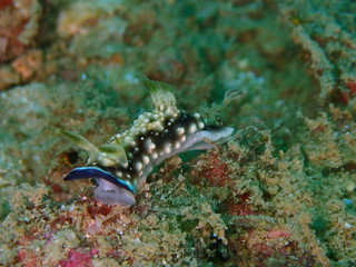 Closeup and macro shot of the nudibranch Chromodoris geometrica leisure dive in Tunku Abdul Rahamna...