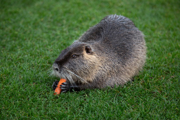 Isolated, close view of nutria eating a carrot on manicured lawn