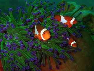 Closeup and macro shot of Western Clownfish or anemonefish with earth globe shape, while diving in...