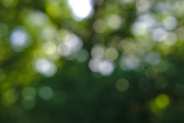 Bokeh background in mainly green color