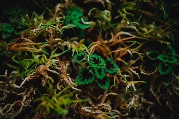 Blur closed up green leaf background.