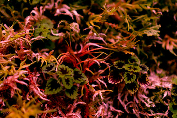 Blur closed up green leaf background.