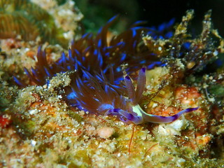 The beauty of underwater world in Sabah, Borneo.