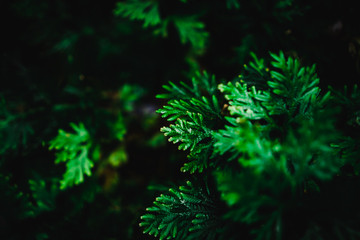 Blur closed up green leaf background.