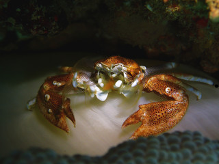 The beauty of underwater world in Sabah, Borneo.