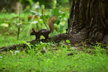 木の根元に下りた子リス