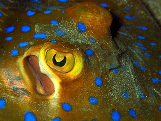 The beauty of underwater world in Sabah, Borneo.