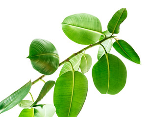Branches of a rubber tree bottom view on white background, large rounded isolated green leaves....