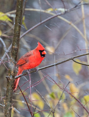 Male Northern Cardinal perched on the branch during blizzard