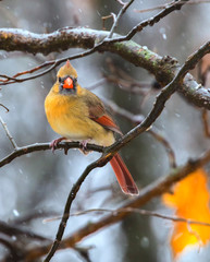 Female Northern Cardinal perched on the branchat Jester Park, Iowa, USA