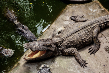 Crocodile in farm with sunlight.