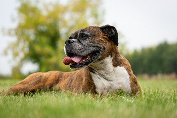 dog on grass