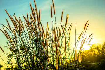 Nature sky background with sunset light and grass